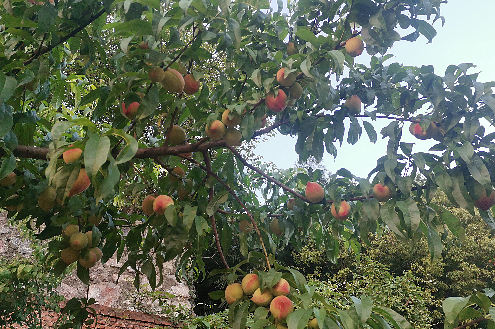 2024年5月 母亲菜园桃树现场_副本.png